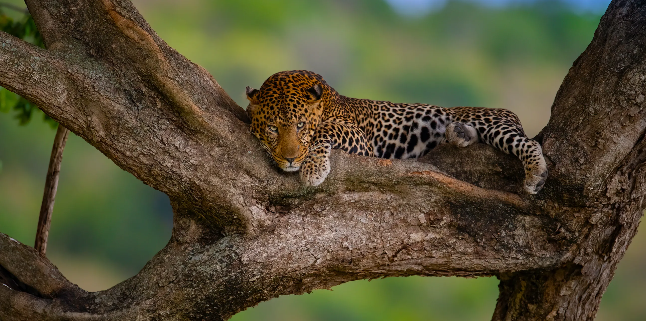 6 Days Tanzania Safari