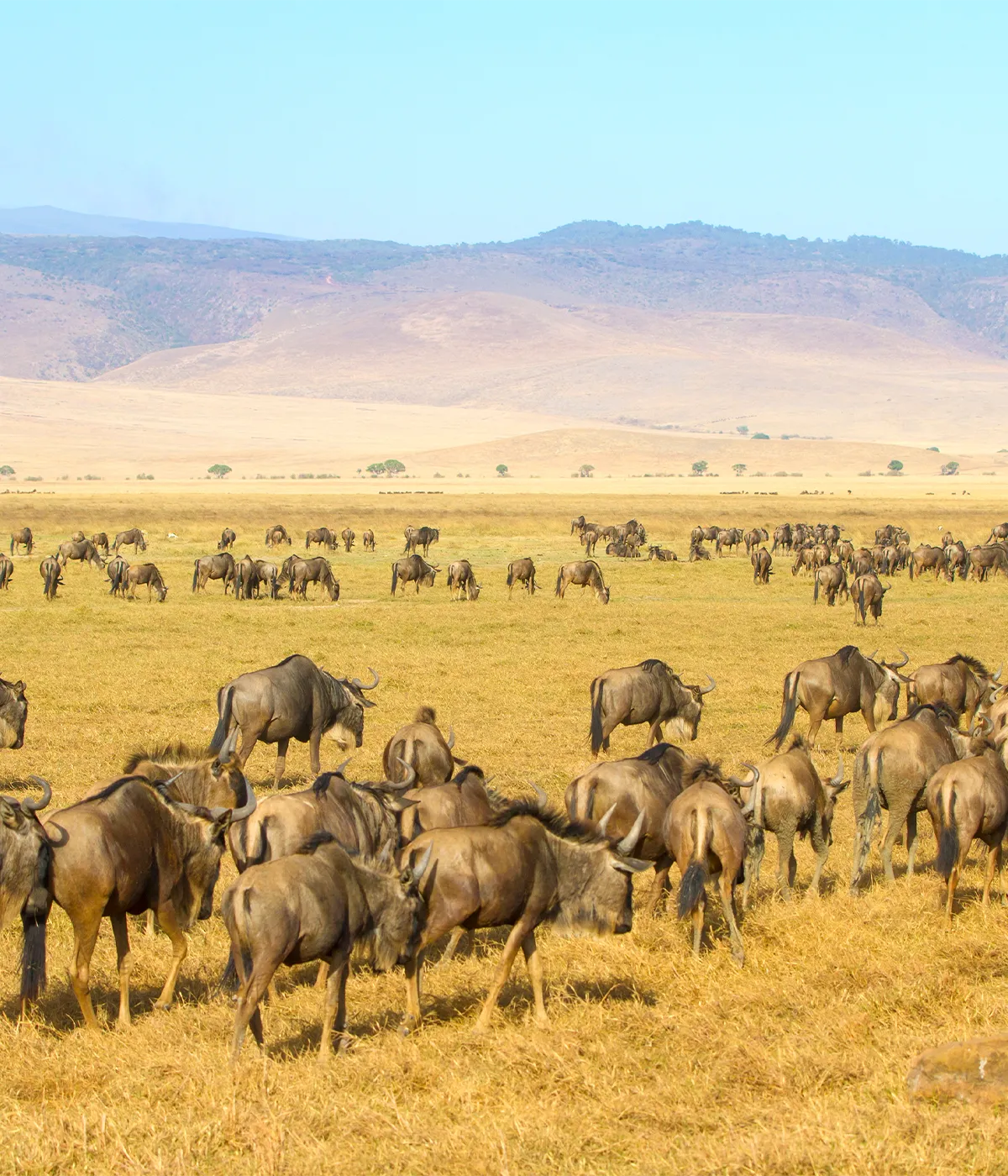 Ngorongoro - Manyara Migration