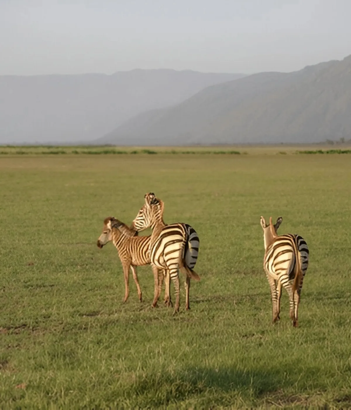 Manyara NP - Arusha Attractions