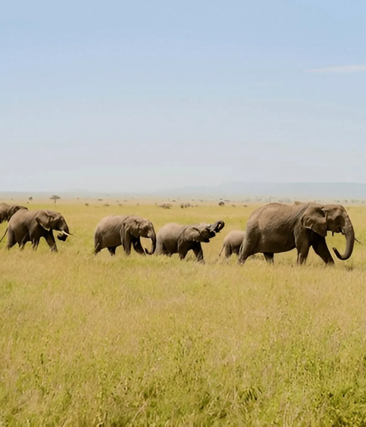 Arusha- Tarangire Big Five