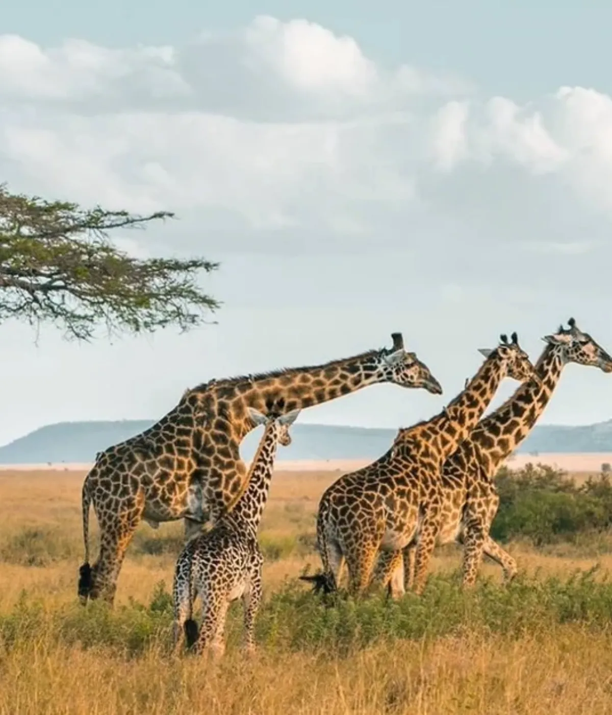 Arusha- Tarangire Wildlife