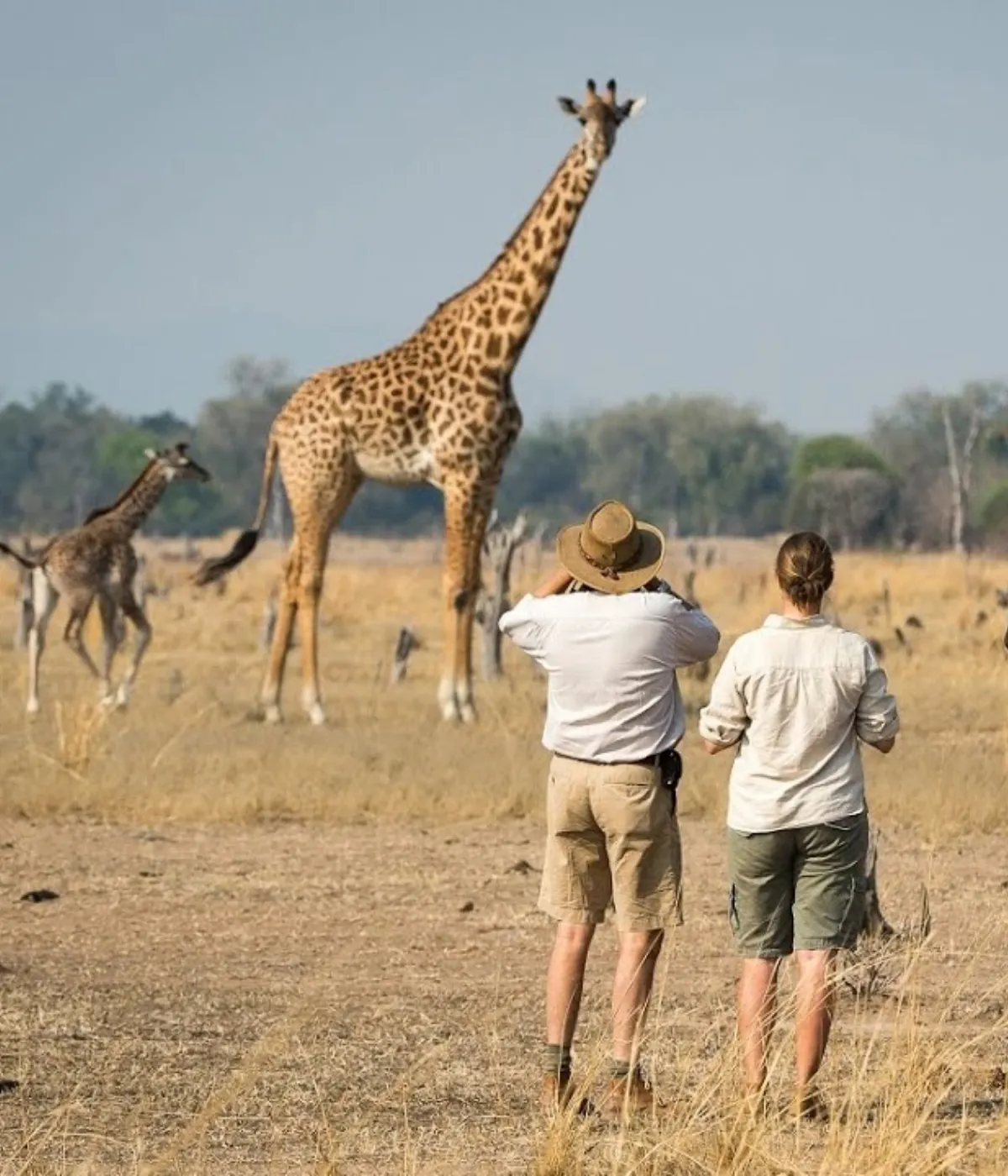 Tarangire - Serengeti Wildlife