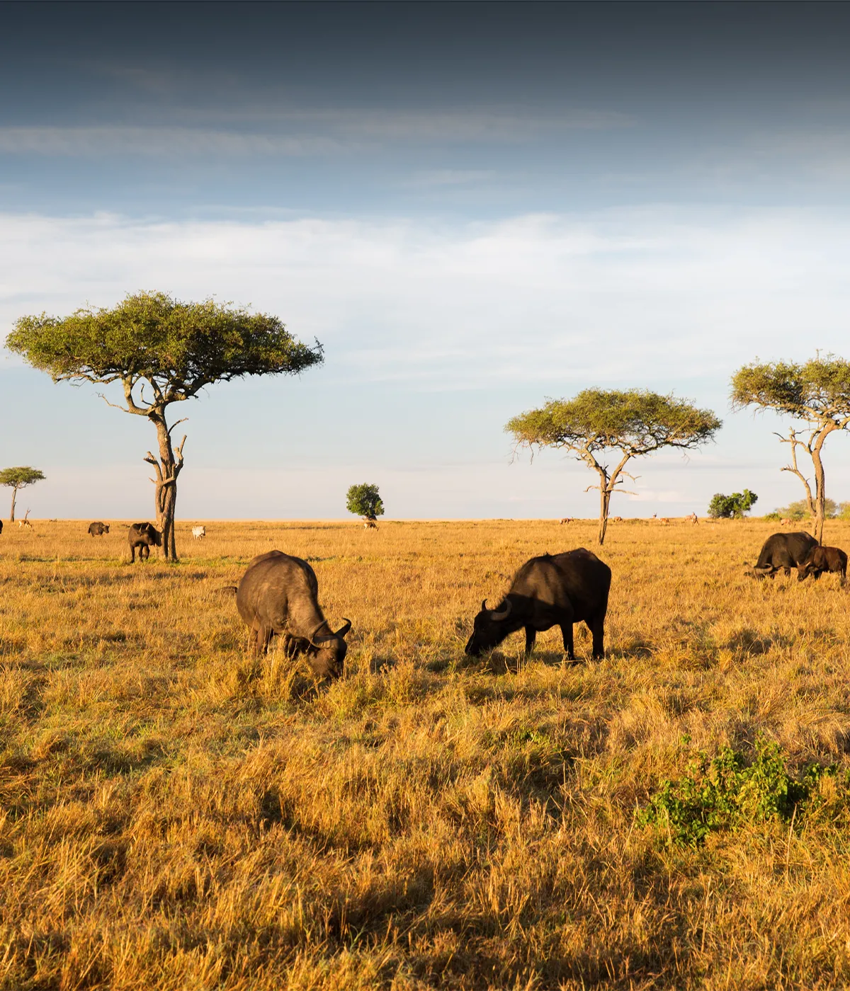 Serengeti Plains