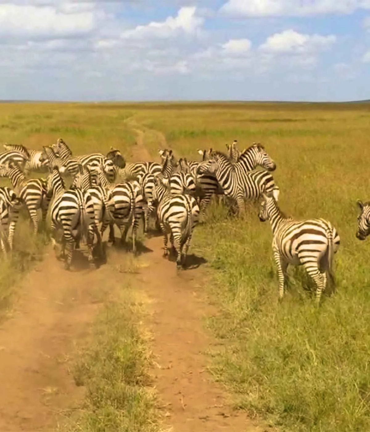 Serengeti - Ngorongoro Attractions