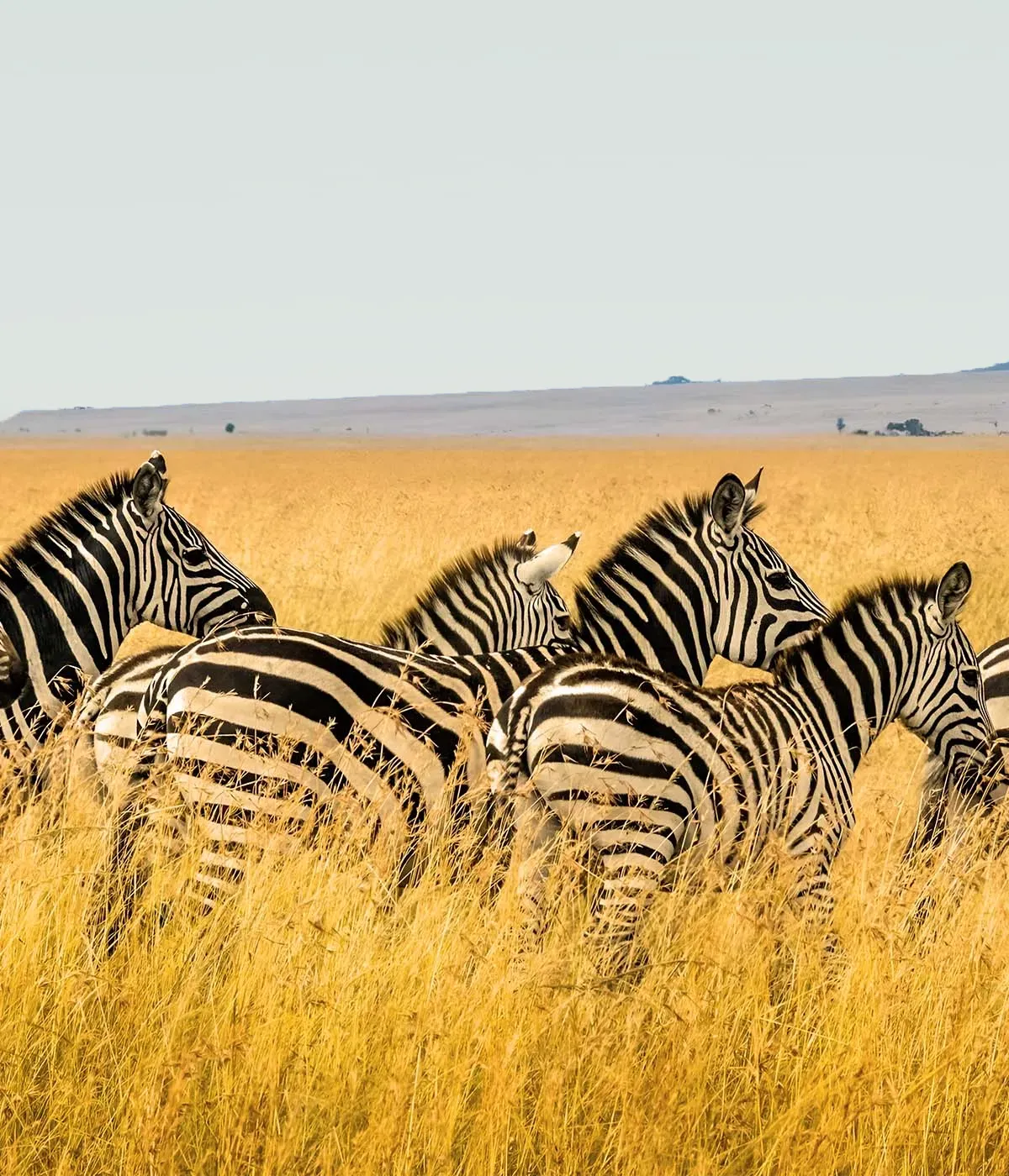 Serengeti - Ngorongoro Attractions