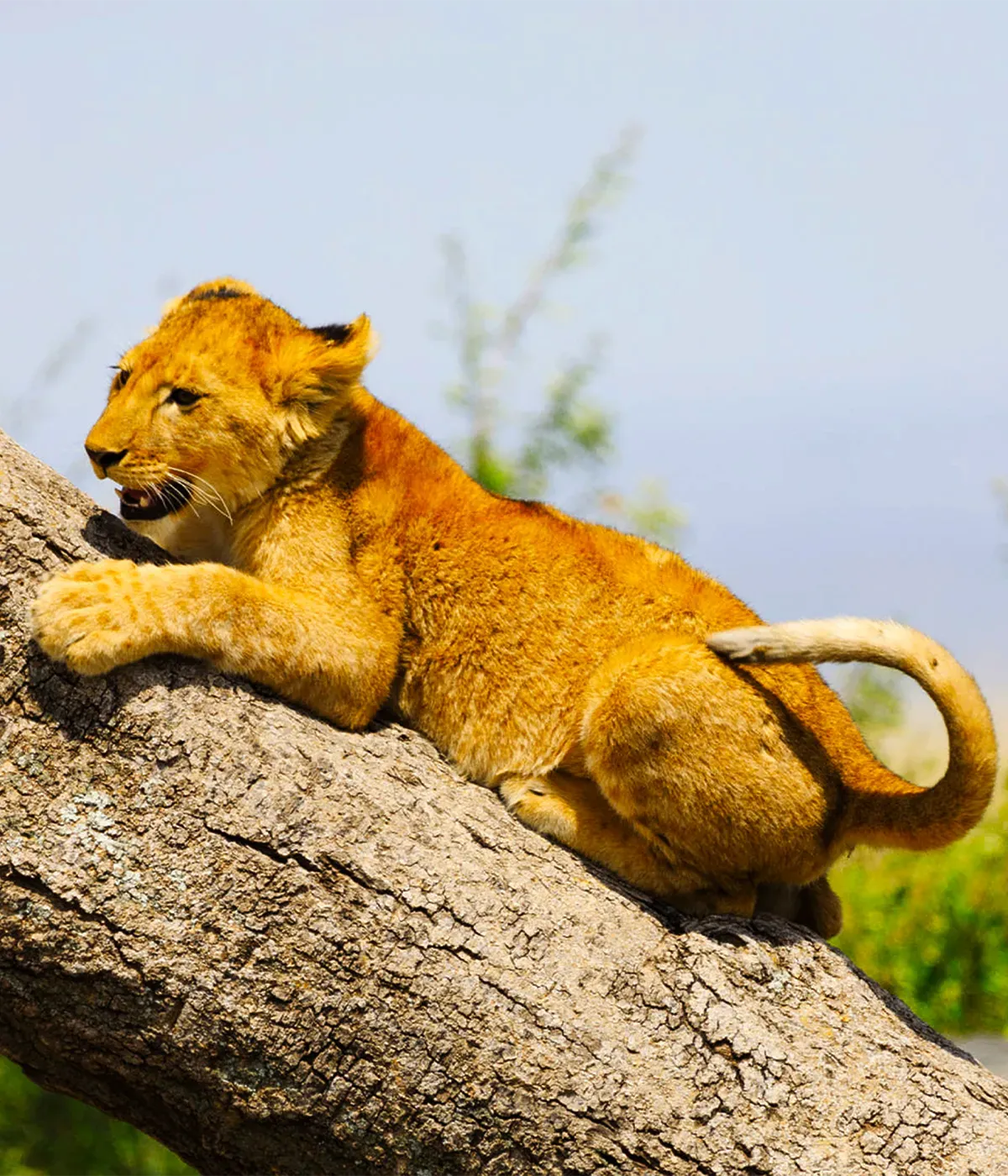 Manyara - Arusha Walking Safari