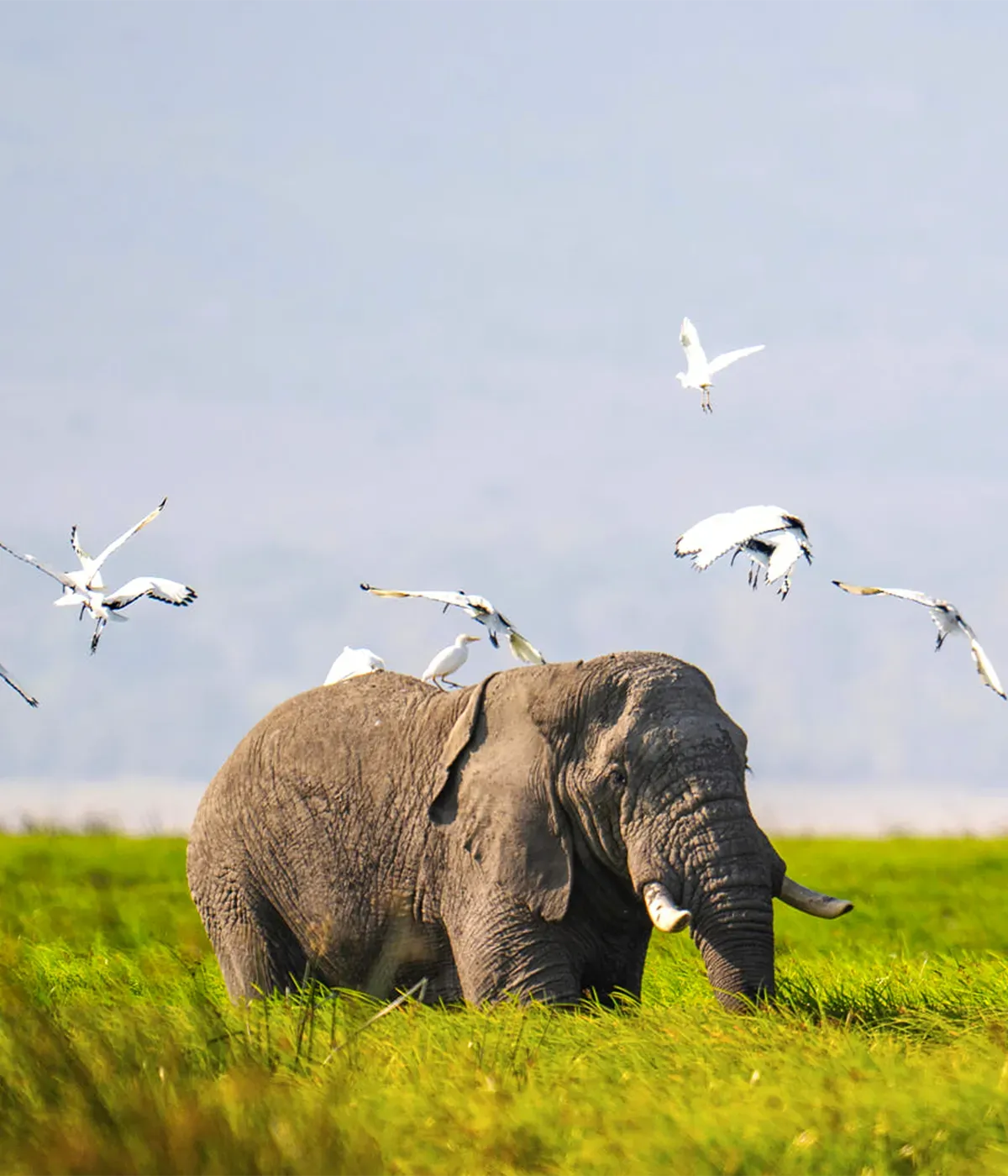 Tarangire- Serengeti Wildlife