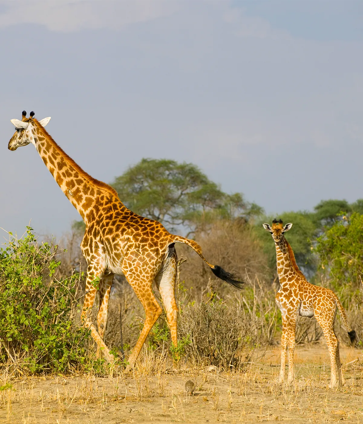 Manyara - Arusha Wildlife