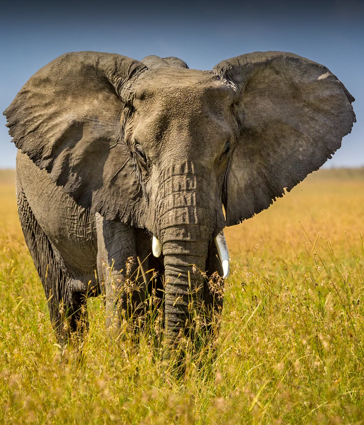 Arusha- Tarangire Attractions