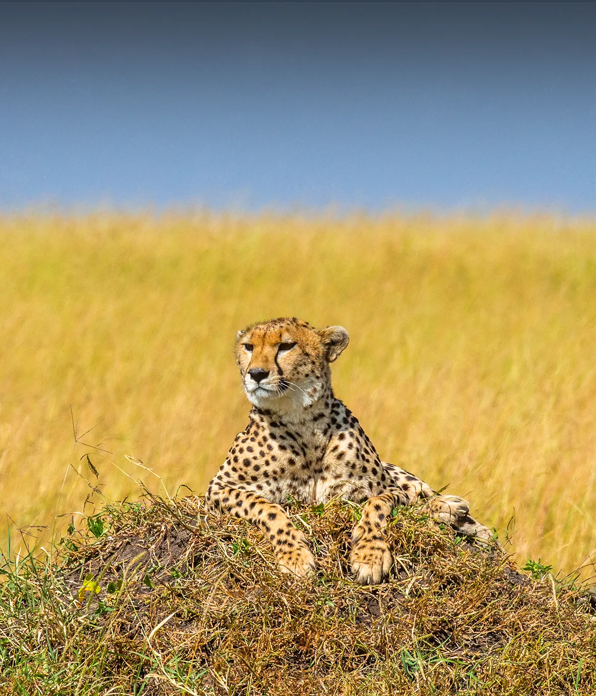 Arusha- Tarangire Wildlife