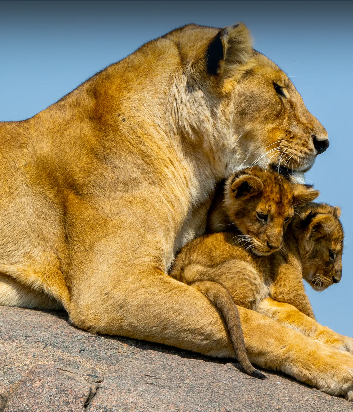 Arusha- Tarangire Attractions