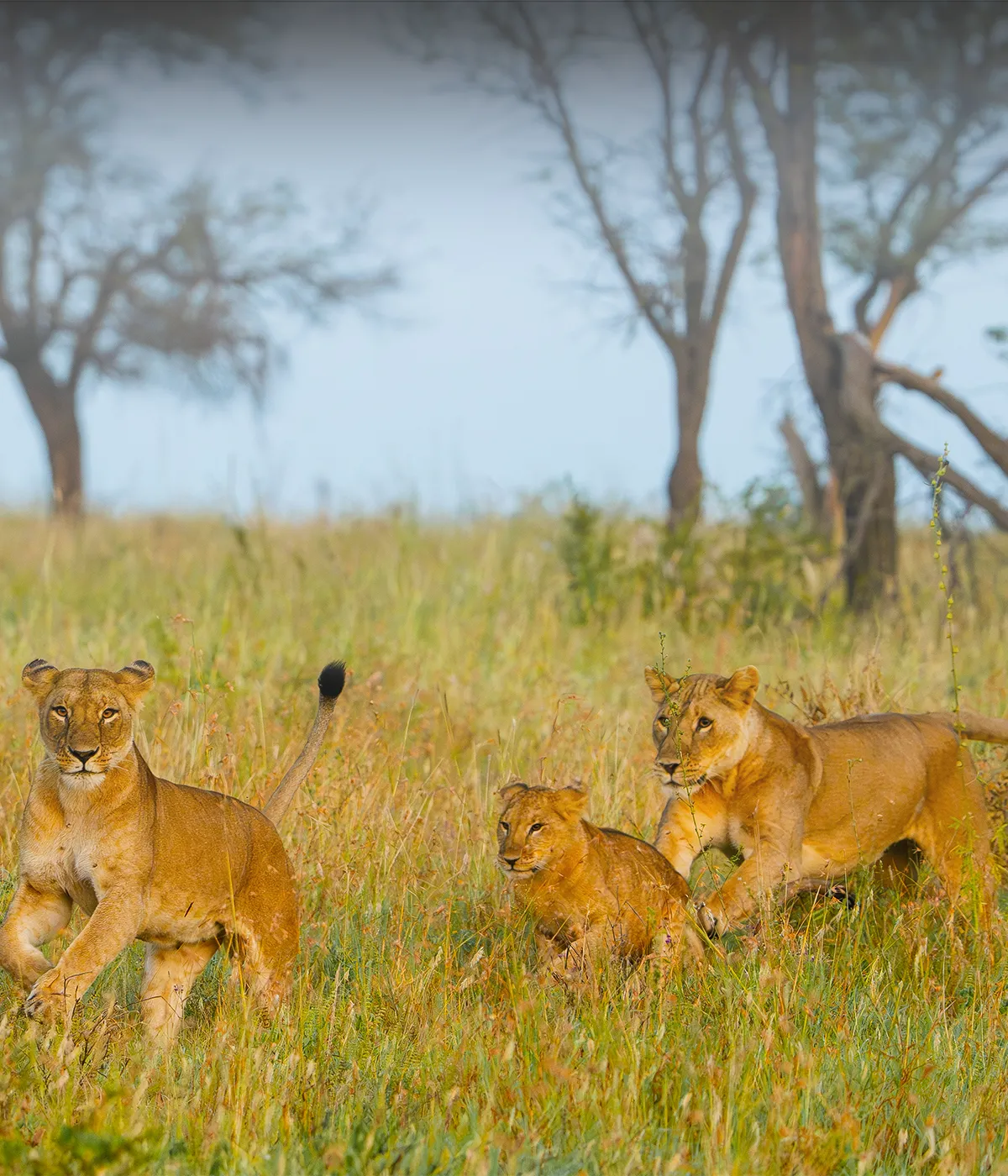 Tarangire- Serengeti Attractions