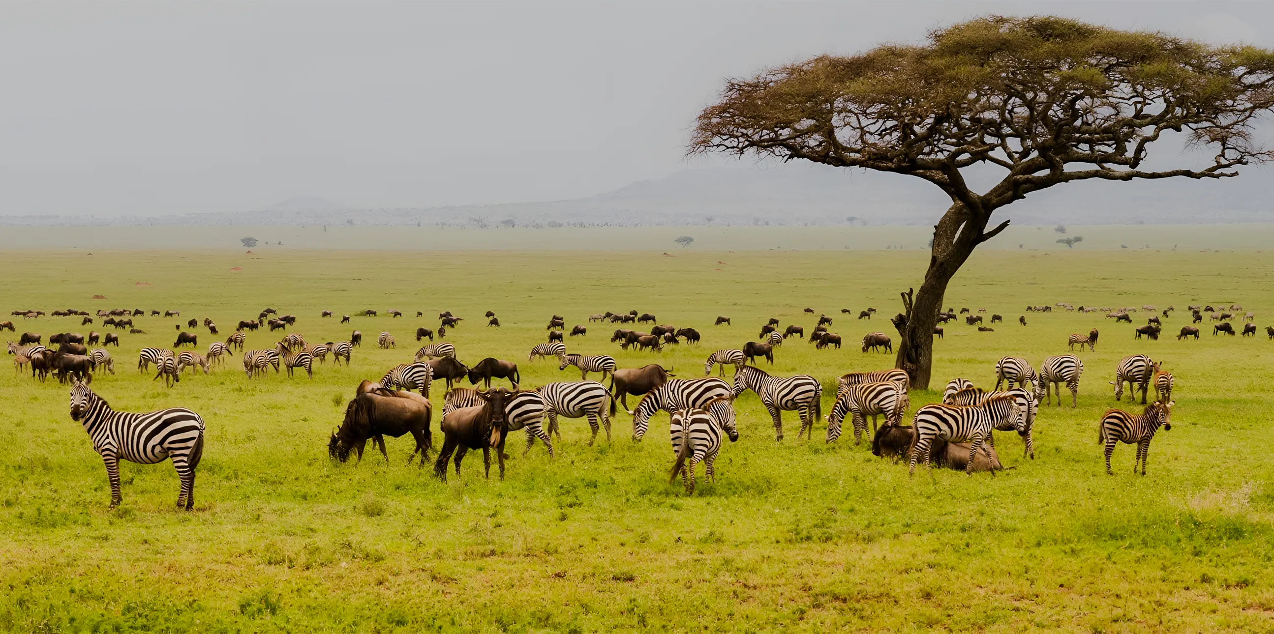7 Days Tanzania Safari – Explore 5 Iconic Parks