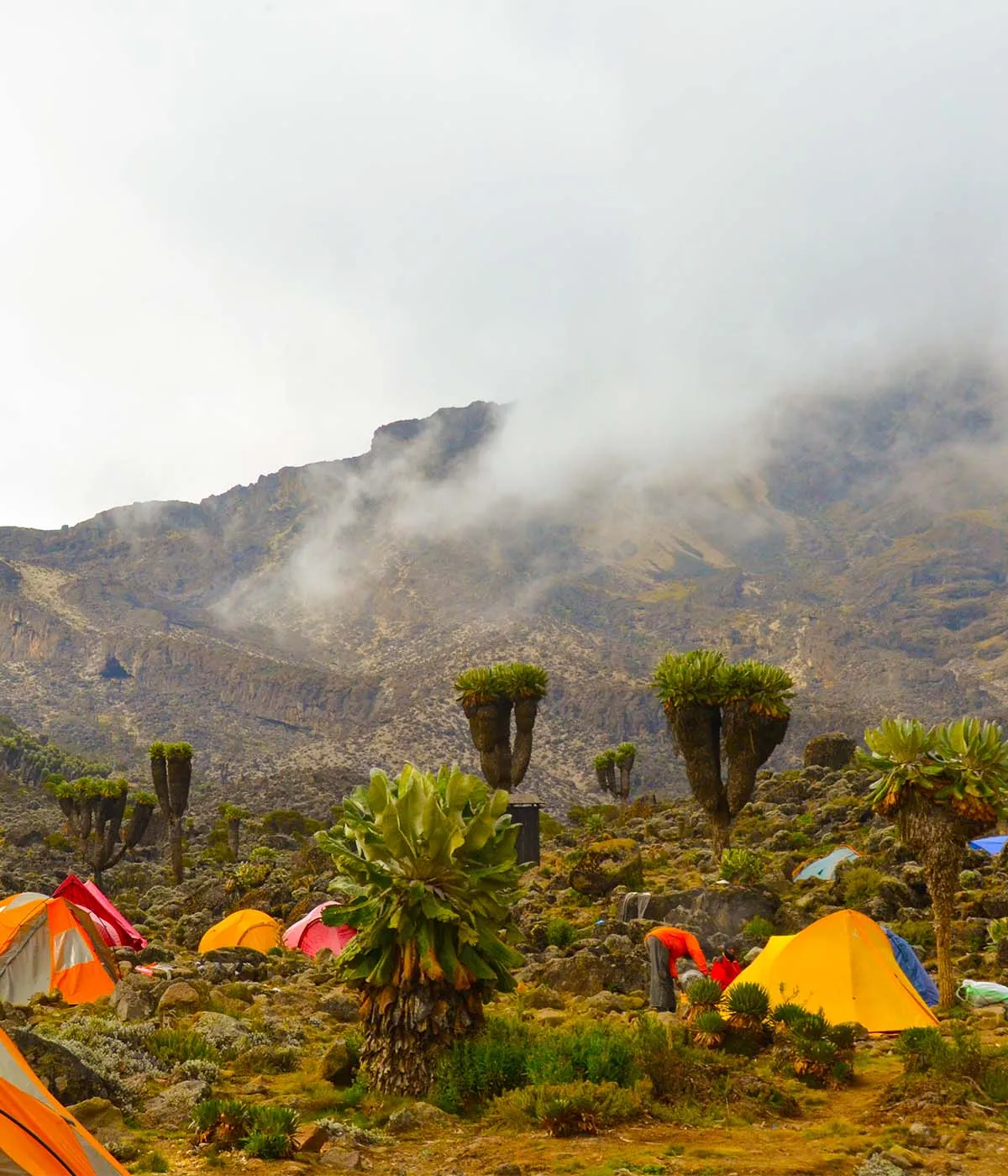 Machame Camp Route
