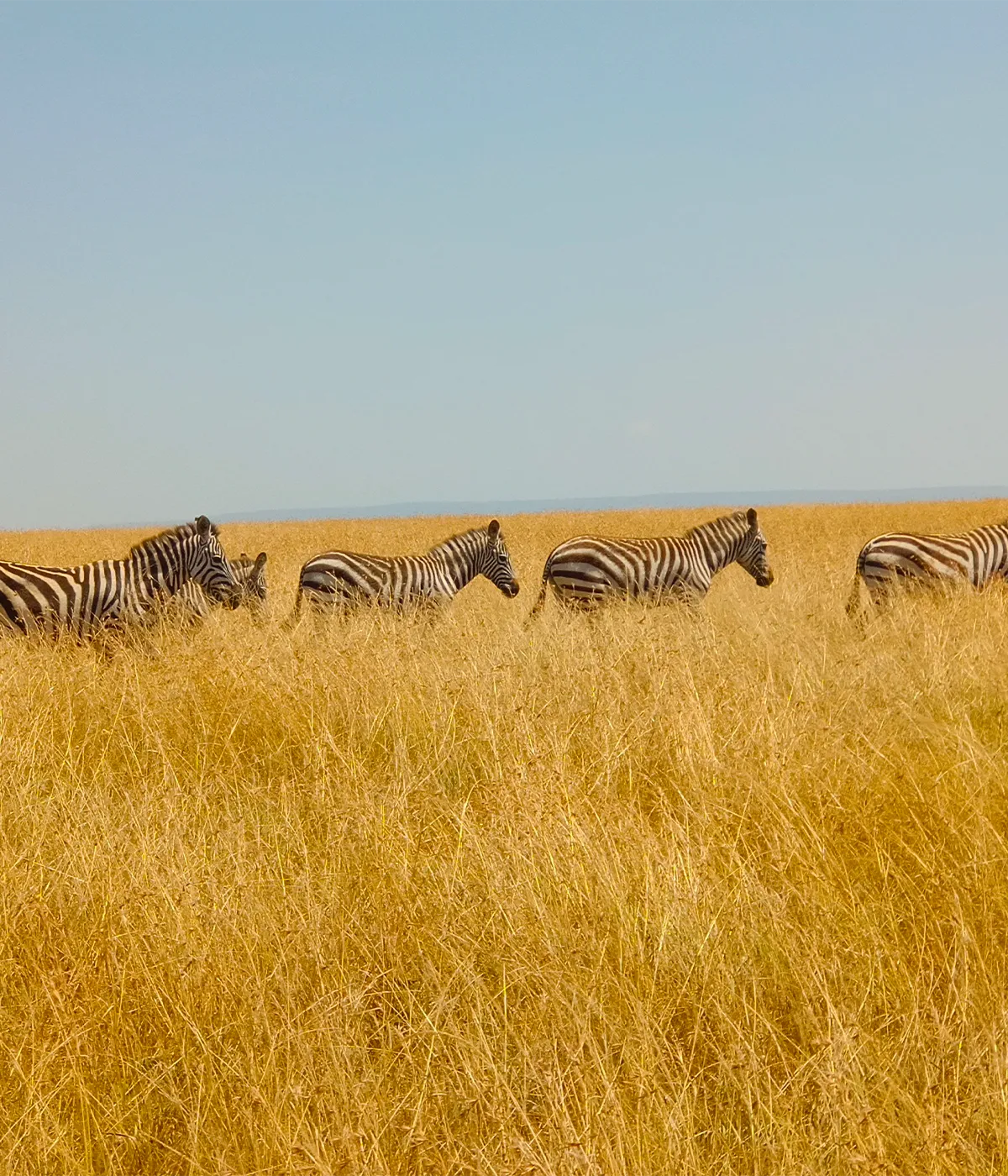 Serengeti National Park Wildlife