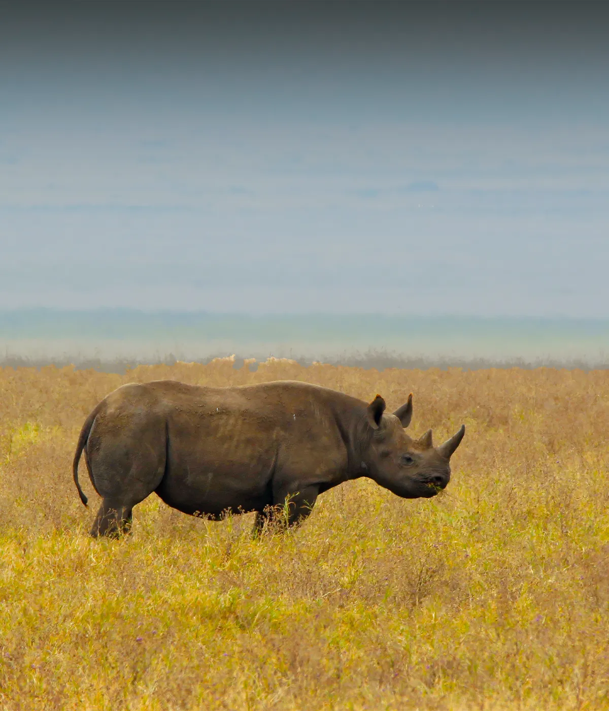 Ngorongoro Conservation Attraction