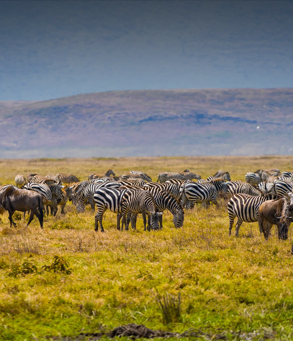 Ngorongoro Conservation Wildlife