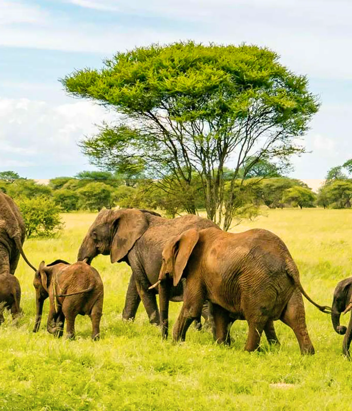 Tarangire National Park Wildlife