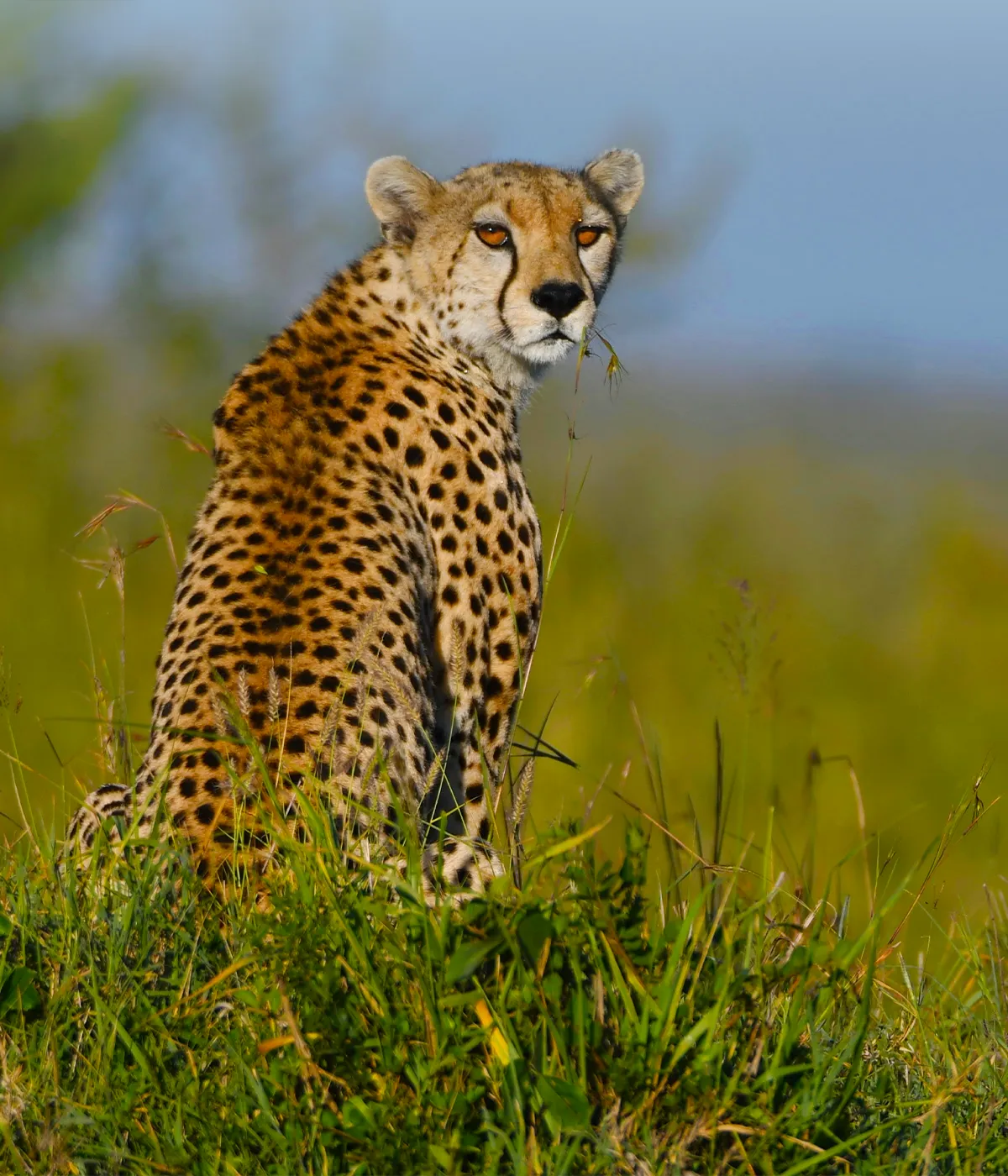 Serengeti National Park Wildlife