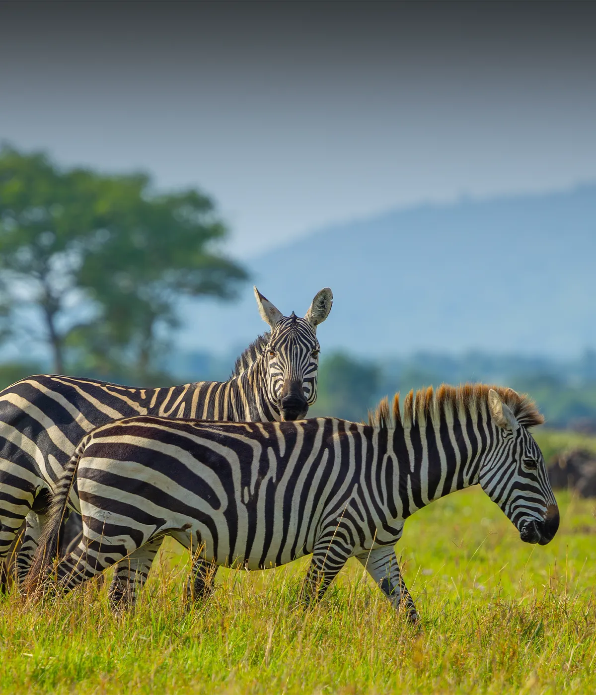 Serengeti National Park Attraction