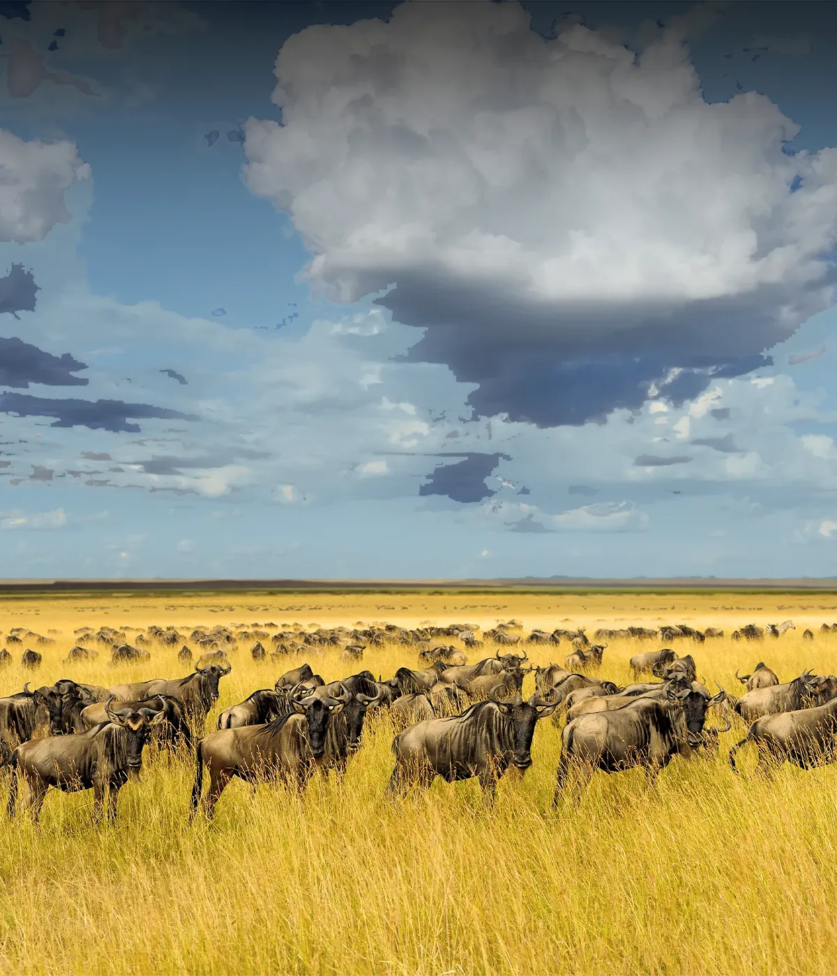 Serengeti National Park Migration 