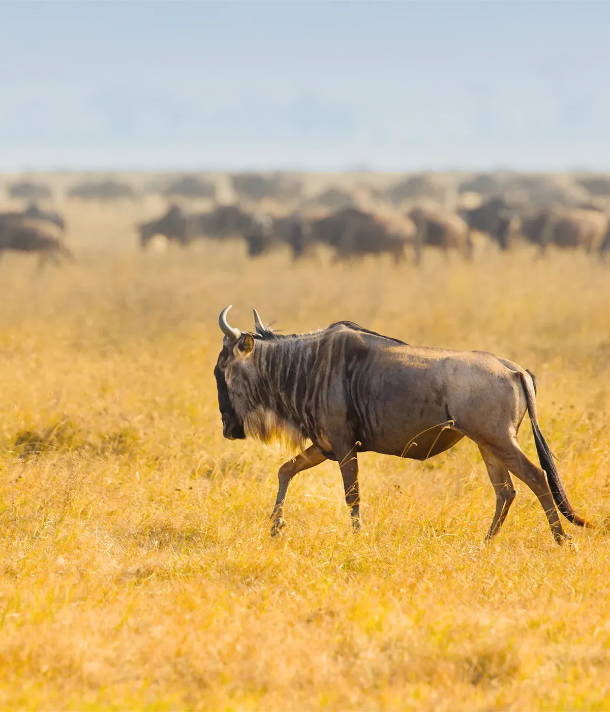 Serengeti National Park Wildbeest