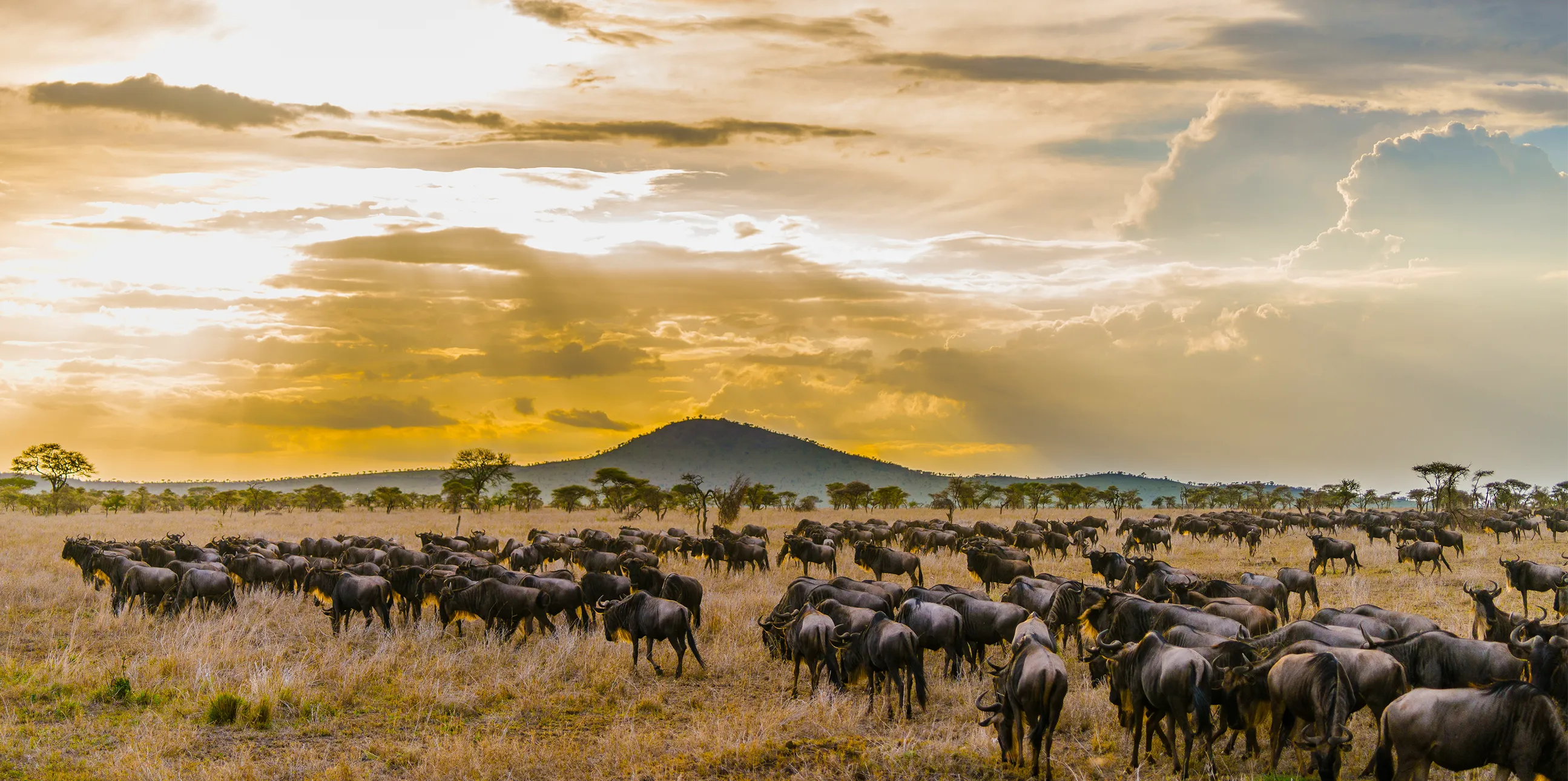 7 Days Migration Safari in Tanzania