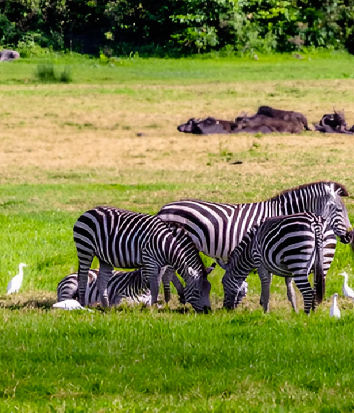 Arusha National Park Wildlife