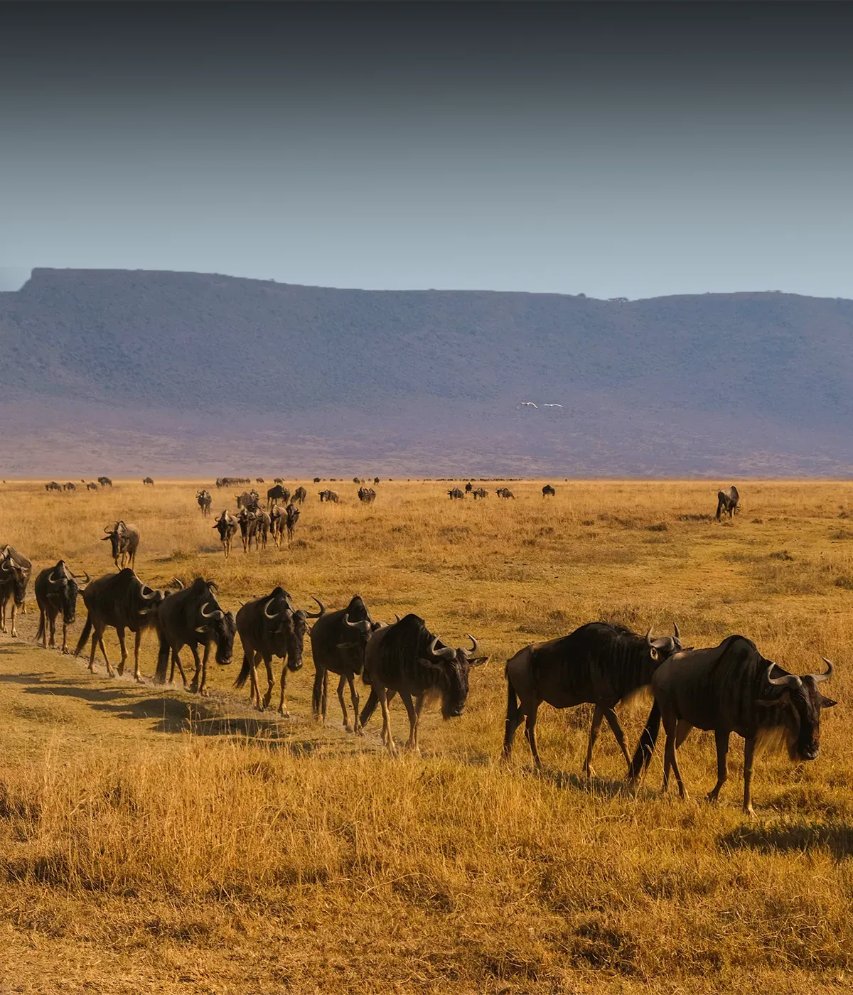 Serengeti Migration
