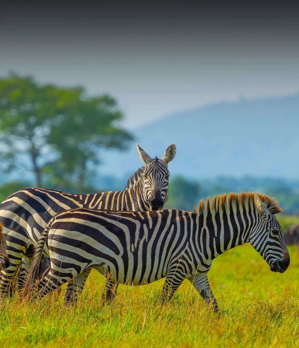 Serengeti Attractions