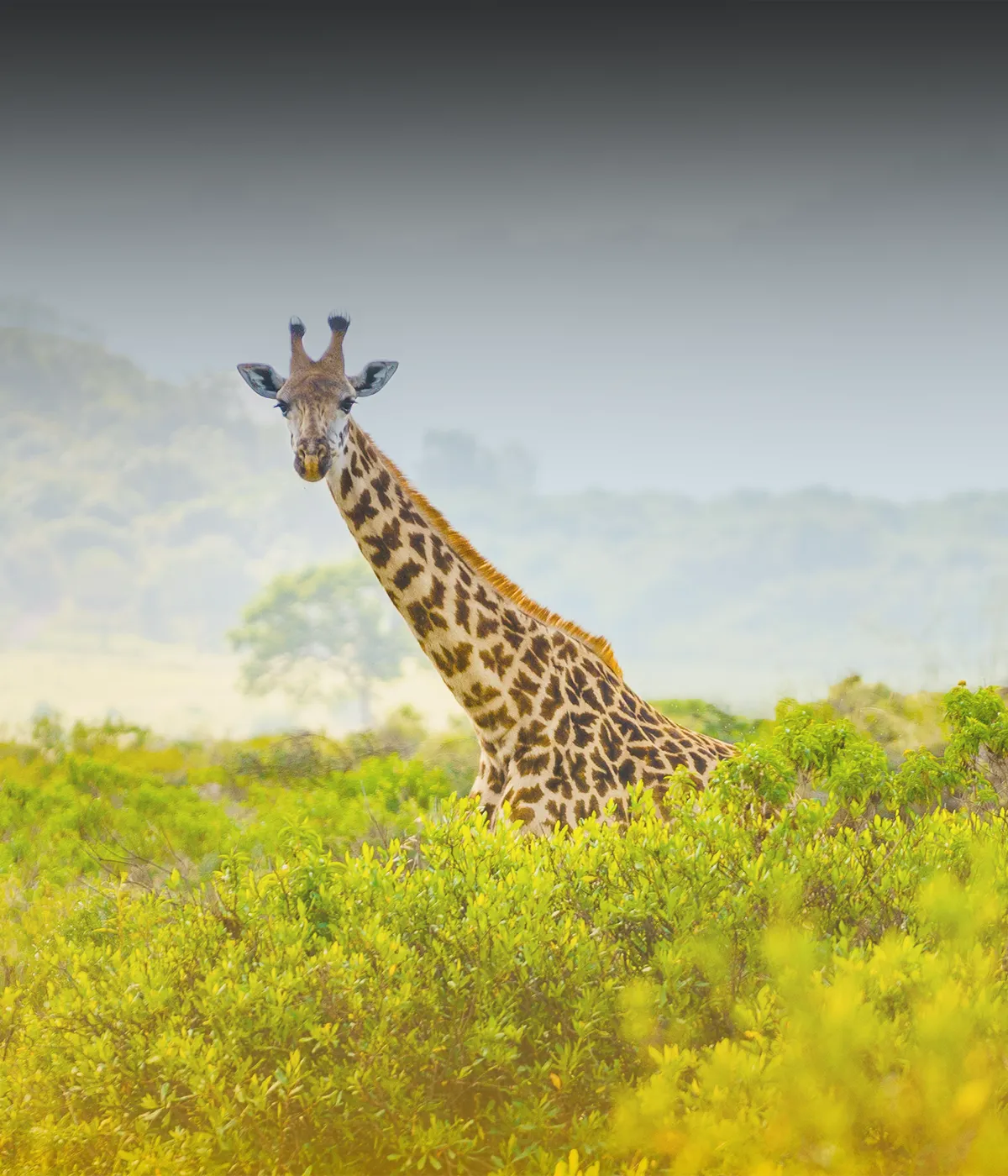 Serengeti Wildlife