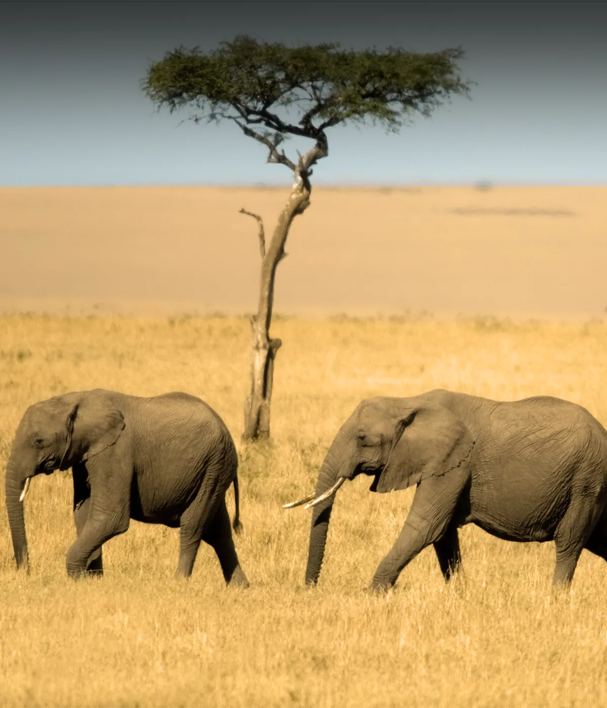 Serengeti – Ngorongoro Attractions