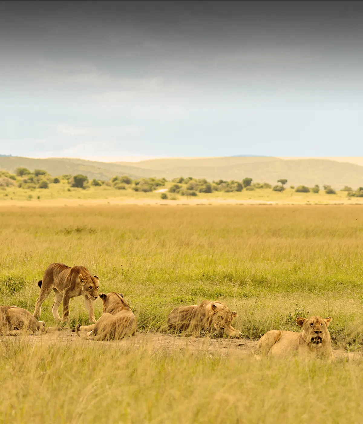 Serengeti – Ngorongoro Wildlife
