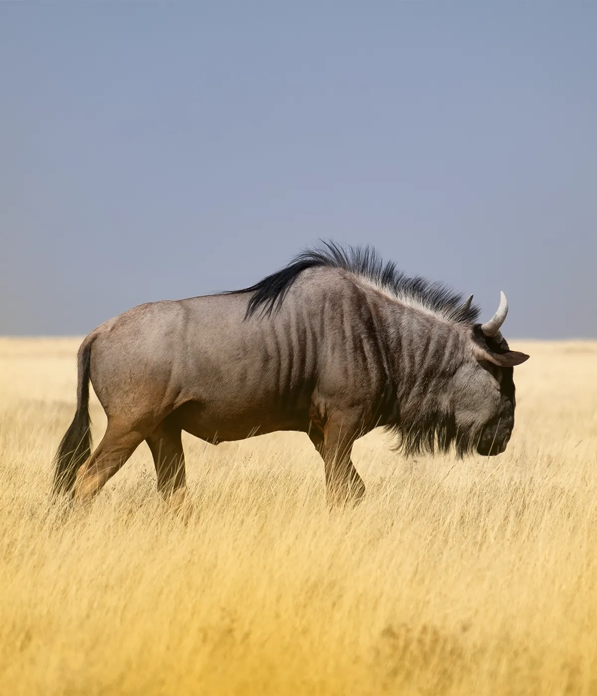 Ngorongoro crater Big Five
