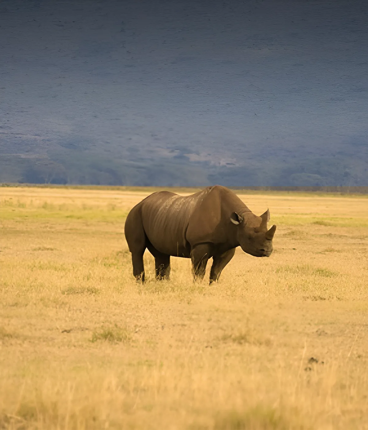 Ngorongoro crater Gamedrives