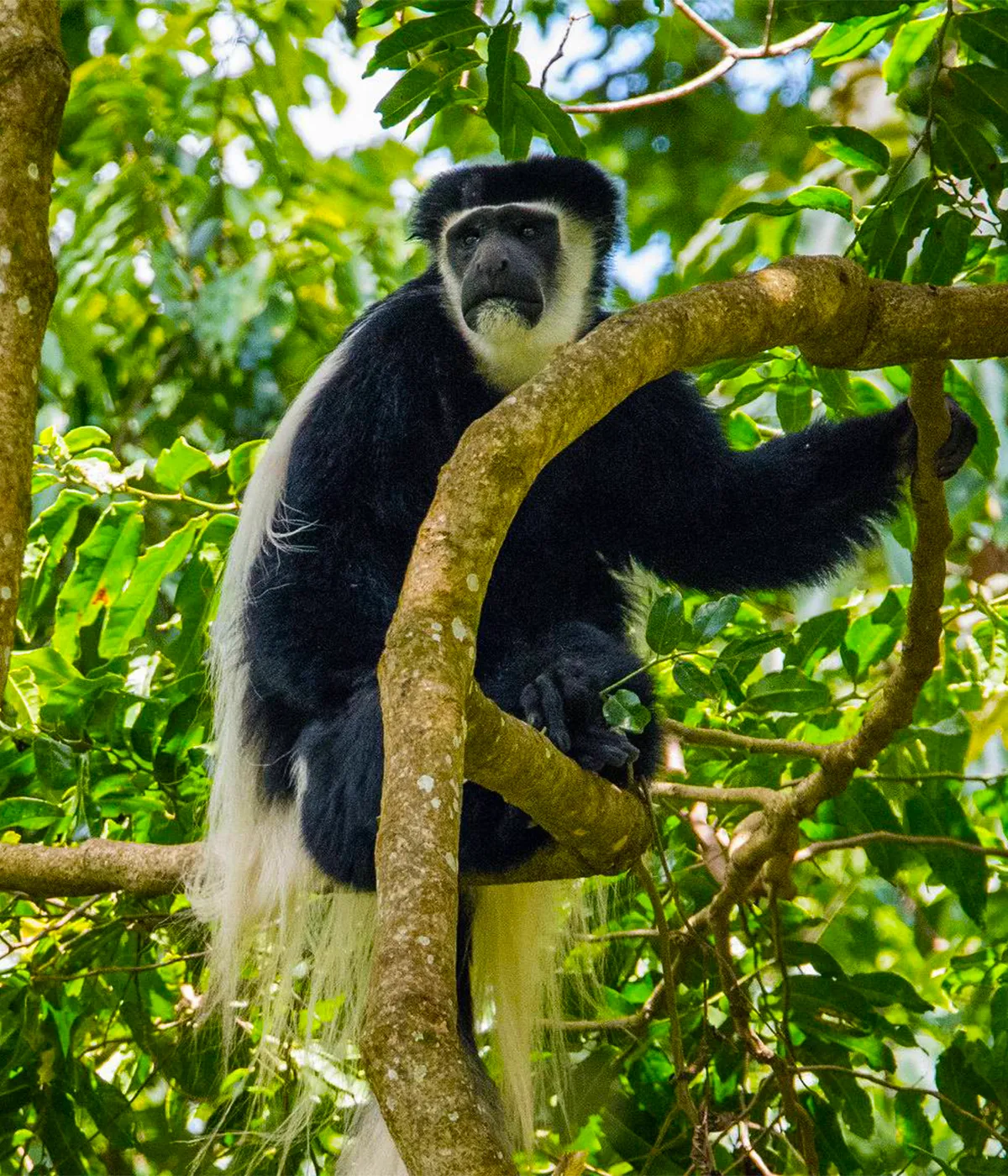 Arusha National Park Colobus Monkey