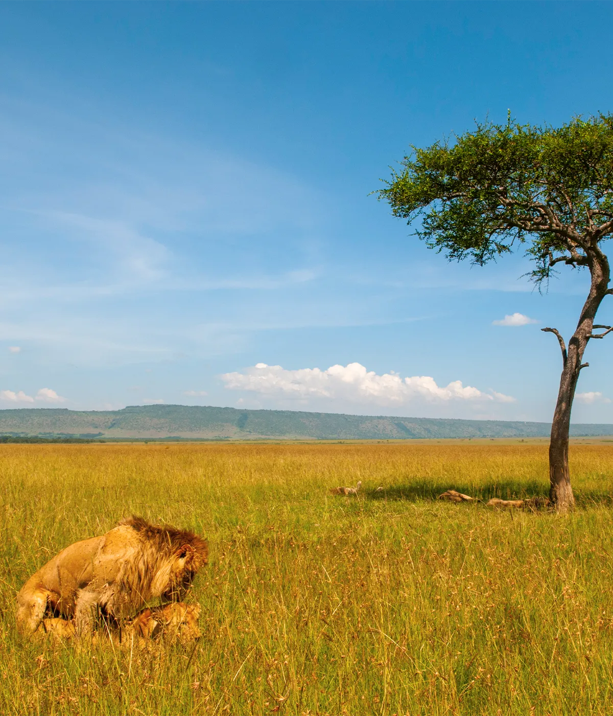Tarangire - Serengeti Baobab Tree