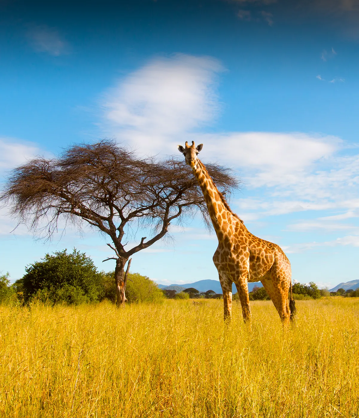 Tarangire - Serengeti Attractions