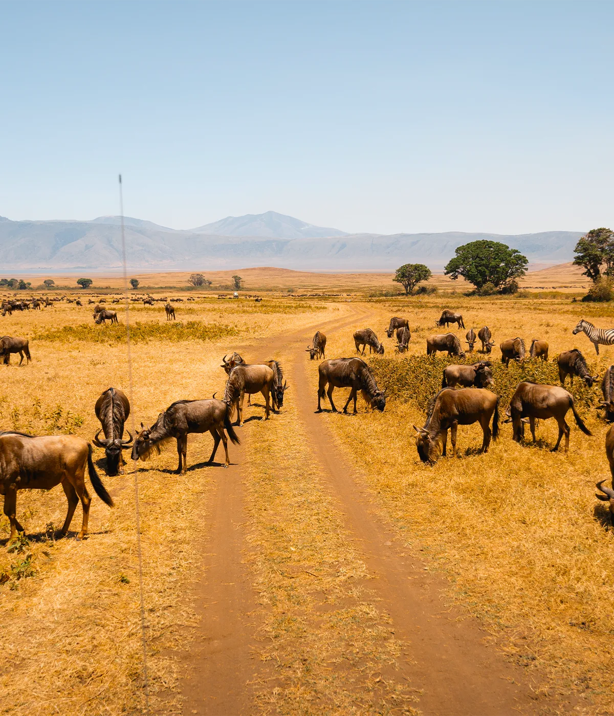 Arusha- Tarangire Wildebeest