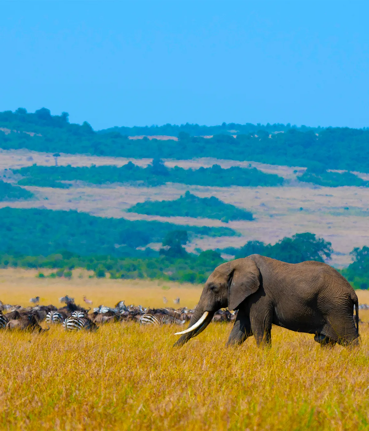 Tarangire - Serengeti Big Five