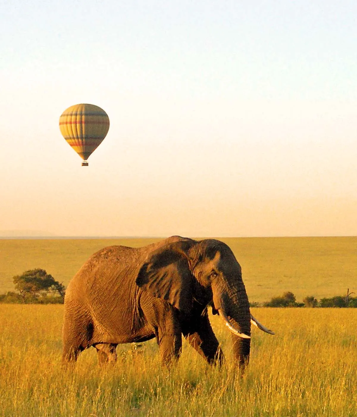 Serengeti - Ngorongoro Conservation Game Drive