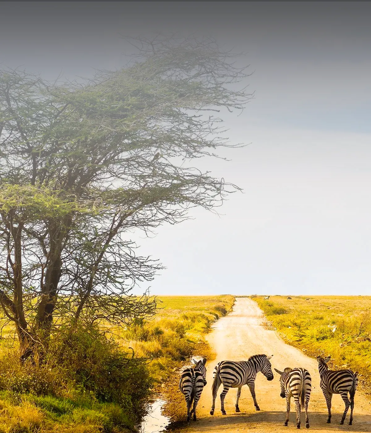Serengeti National Park Wildlife