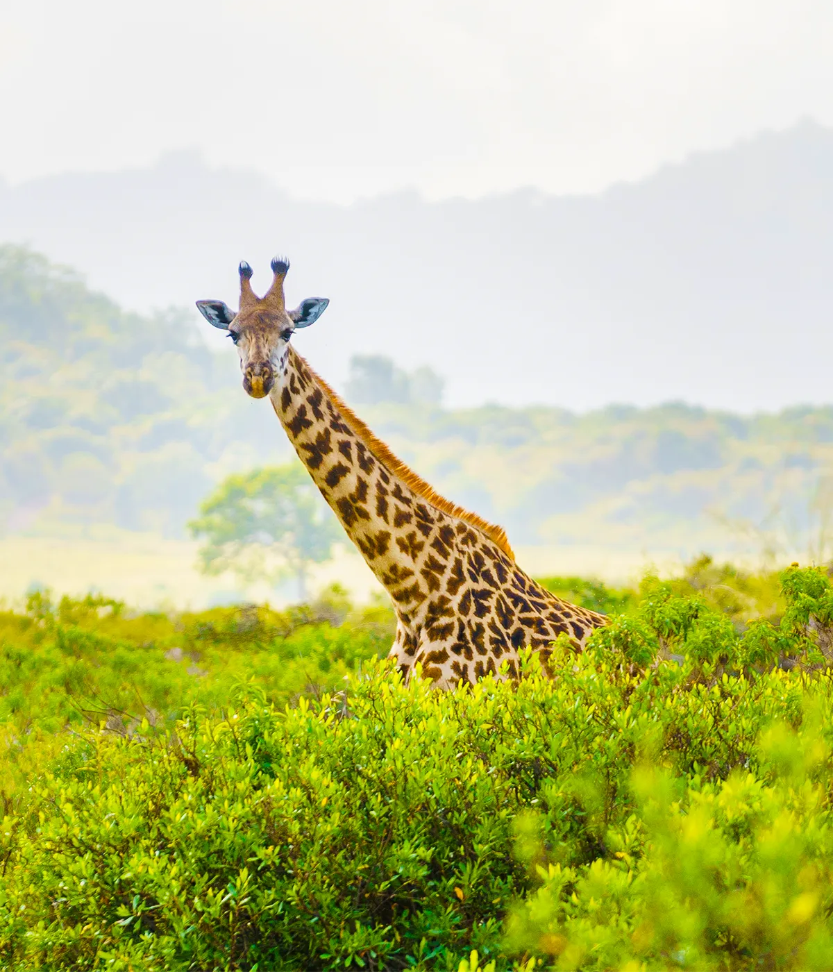 Serengeti National Park Attraction