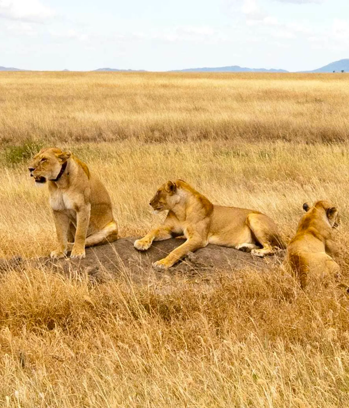 Tarangire National Park Attraction