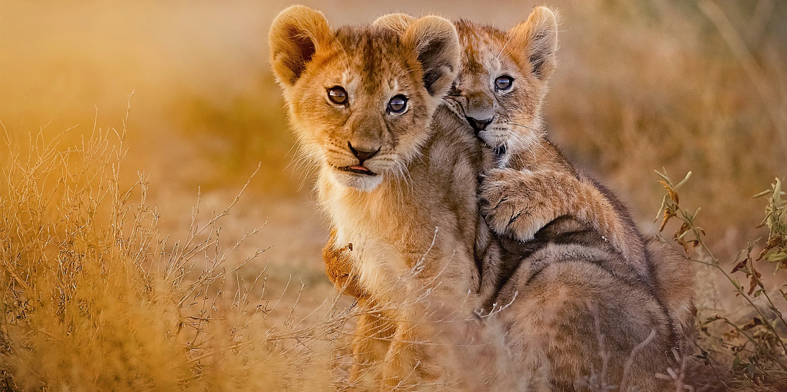 8 Days Tanzania Safari