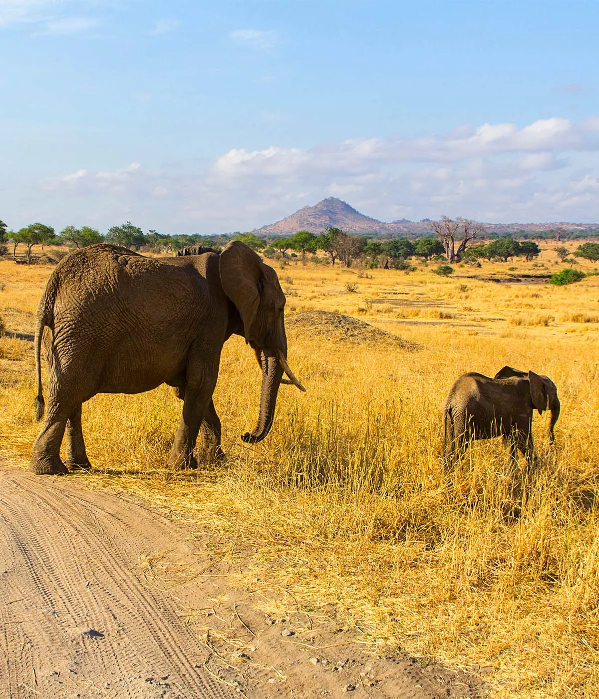 Serengeti – Ngorongoro Wildlife