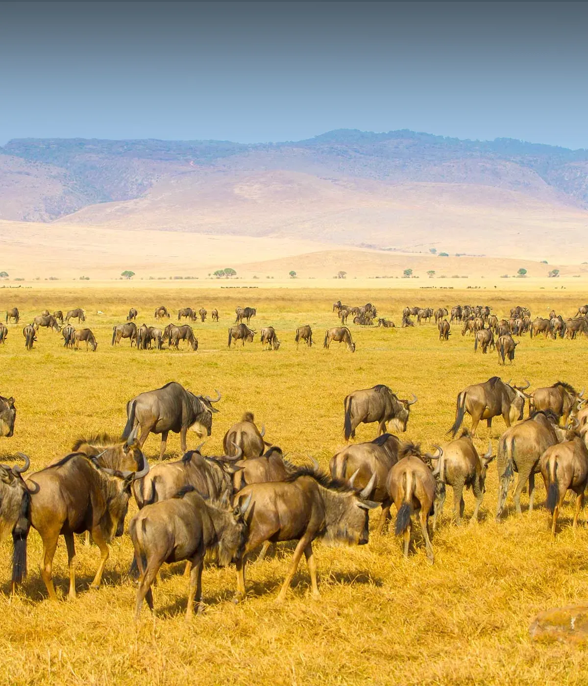 Serengeti – Ngorongoro Attractions