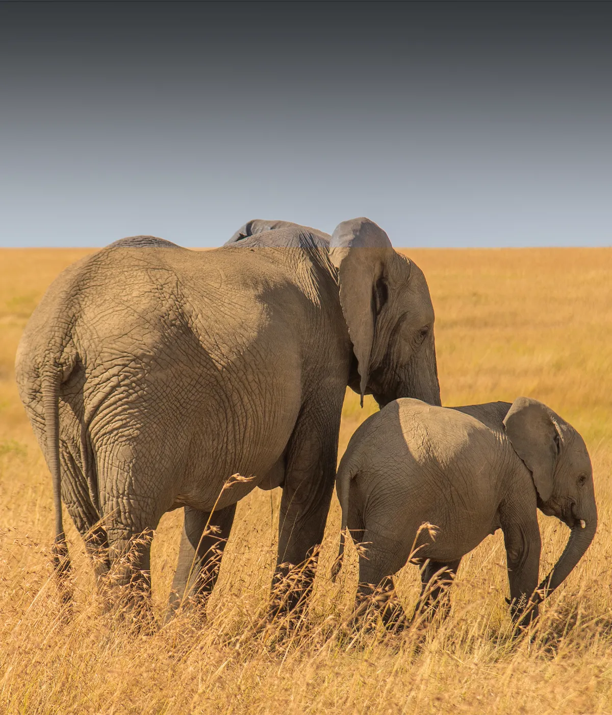 Arusha National Park Wildlife