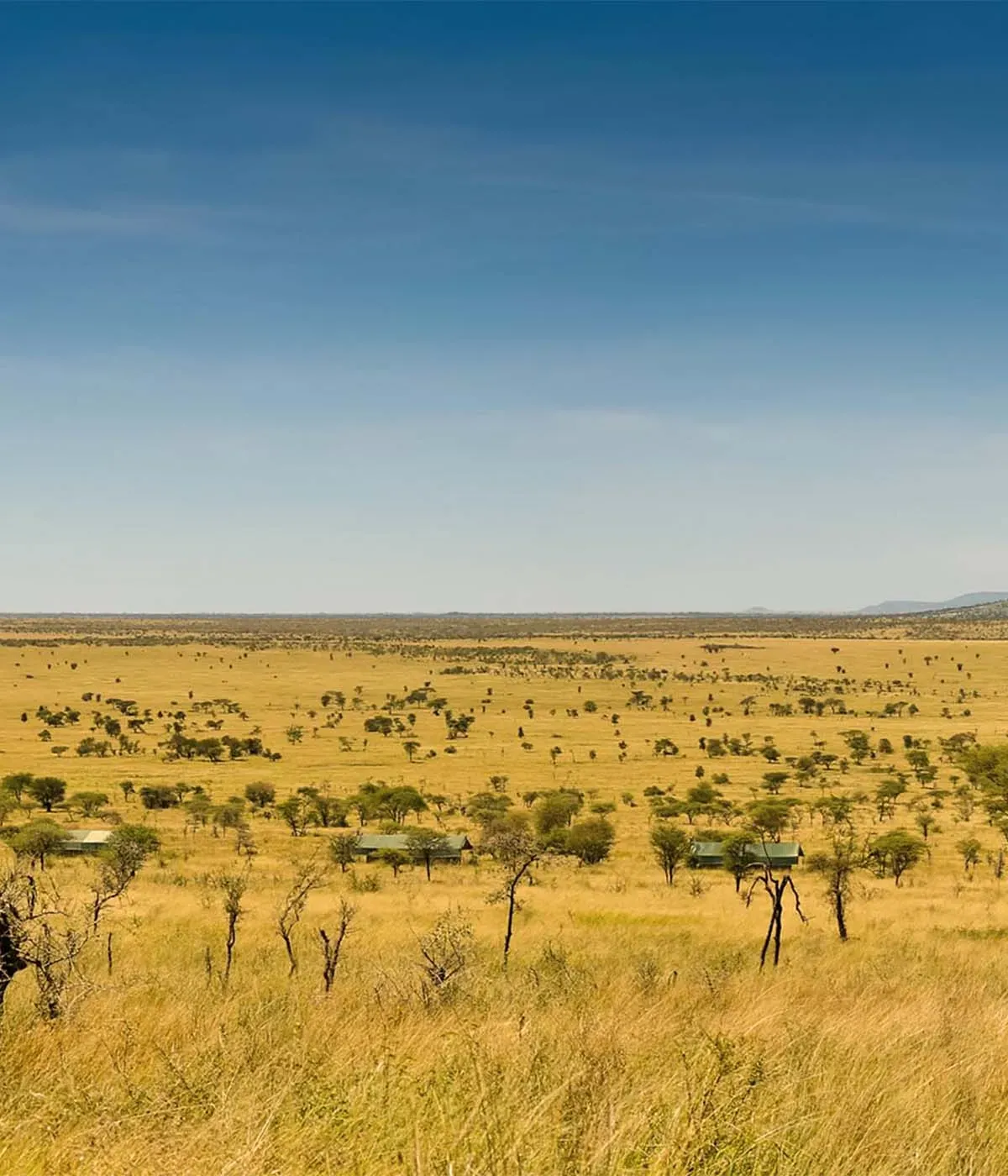 Ngorongoro crater Wildlife