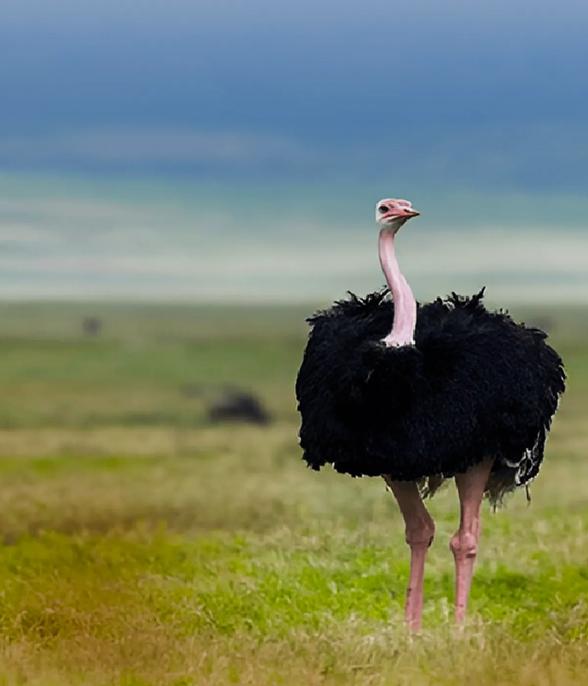 Ngorongoro crater